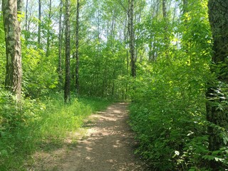 Talsa park during sunny summer day. Oak and birch tree woodland. Sunny day with white and gray clouds in sky. Bushes and small are growing in woods. Nature. Talsos parkas.