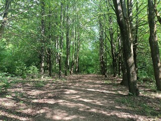 Talsa park during sunny summer day. Oak and birch tree woodland. Sunny day with white and gray clouds in sky. Bushes and small are growing in woods. Nature. Talsos parkas.