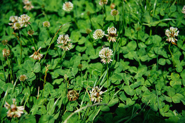 blooming clover on a bright sunny day
