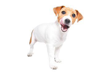 Adorable Jack Russell Terrier puppy stands licking his lips isolated on a white background