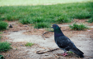 Fototapeta premium Dove walking on the ground green grass close up shot, real photo,