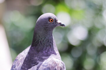 美し緑の背景と横を向いた鳩