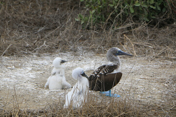 blue-footed booby