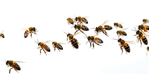 Fototapeta premium Swarm of bees isolated on white background