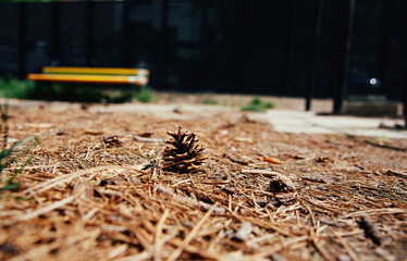 cone on dry spruce needles on the ground in the park, a little out of focus
