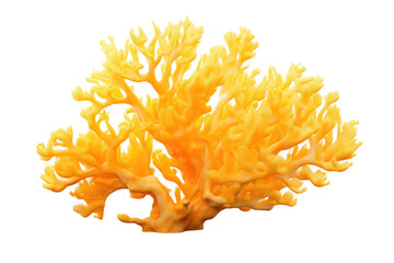 Illuminated Sunshine: A Close-Up Encounter With a Vibrant Yellow Coral on Transparent PNG...