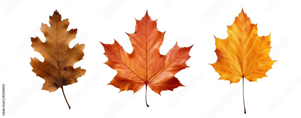Poster maple leaf png element set on transparent background