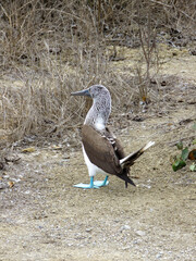 blue-footed booby