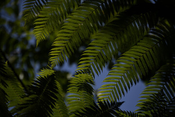 Green tamarind leaf plain with deep blue sky in background