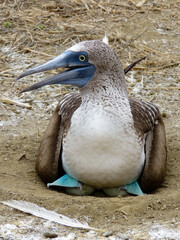 Obraz premium blue-footed booby
