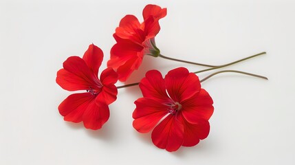 Bright red geranium flowers on a white background. Simple and modern botanical decor. Suitable for print and digital uses. AI