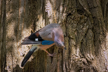 Eurasian Jay holds onto the tree trunk and looks toward the camera lens on a sunny spring morning.	