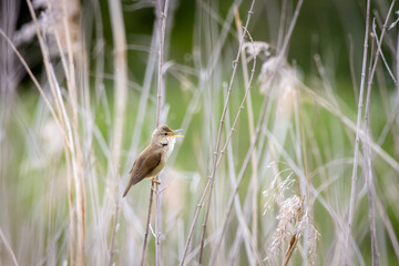 A male marsh warbler sits on the dry reed and sings its song with a green background toward the camera lens on a sunny spring evening.	