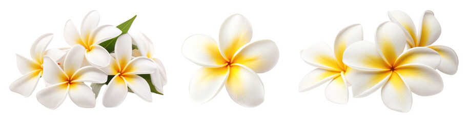 Frangipani Flower png element set on transparent background