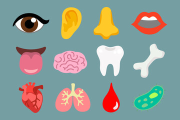 Collection of important human organs