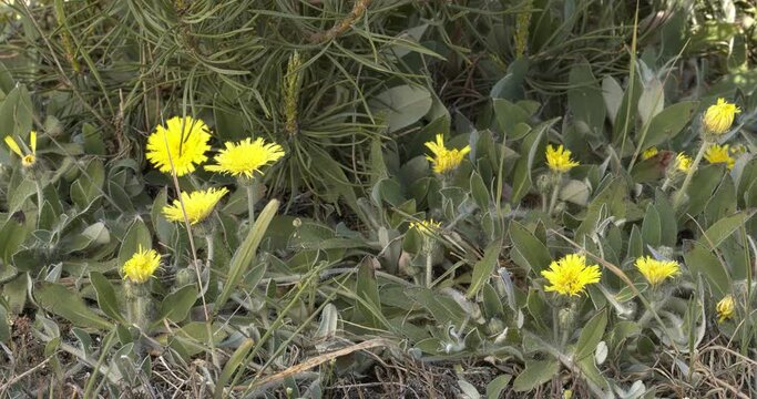 Mouse-ear hawkweed (Pilosella officinarum) plants in their natural habitat. The plant has been used in folk medicine and recreationally as a cannabis substitute.