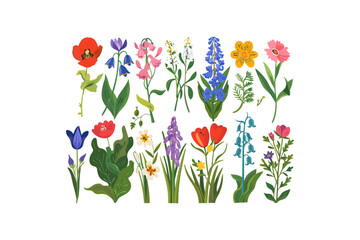 Colorful Illustration of Various Wildflowers. Vector illustration design.