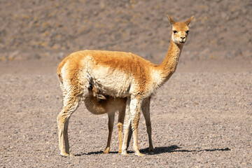 Animals of Bolivia. A vicuña feeds her baby