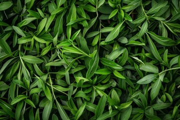 Tarragon texture background, estragon leaf banner, Artemisia dracunculus pattern, fresh herbal leaves