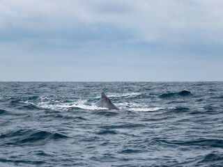 Naklejka premium humpback whale jumping out of the water