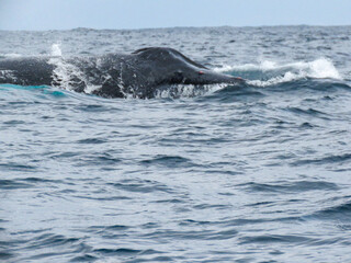 Obraz premium humpback whale in the sea