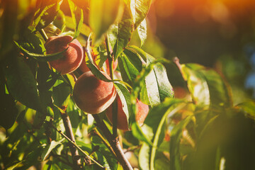 Peach on a branch in an orchard. Nature background. Harvest of ripe peaches