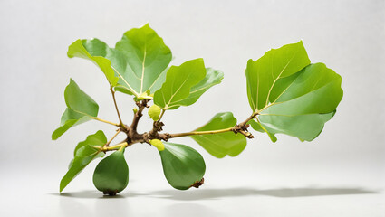 branch with green leaves and round yellow buds on white background