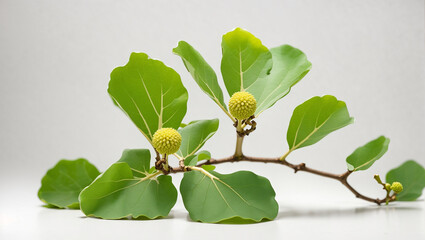 branch with green leaves and round yellow buds on white background