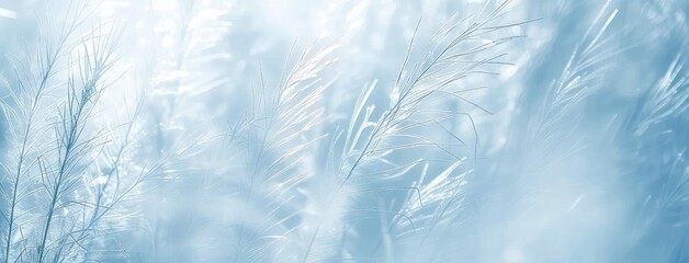 Fototapeta premium Ethereal Blue Feathers in Soft Focus Background
