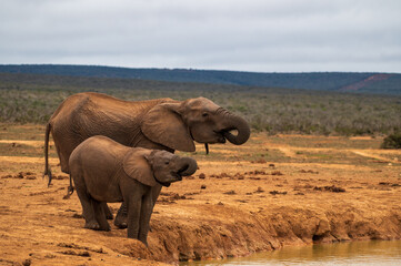 Obraz premium African elephant - mother and baby in the wild - Addo Elephant Park