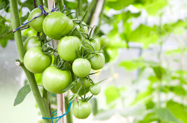 Bunch of green unripe tomatoes hanging in a greenhouse