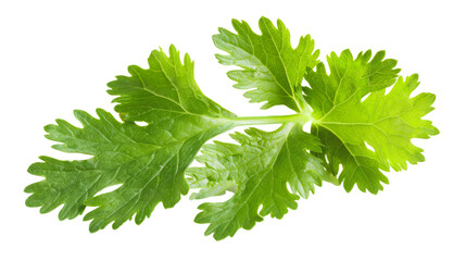 A sprig of fresh green cilantro, also known as coriander leaves, isolated on a white background, commonly used as a culinary herb or garnish.