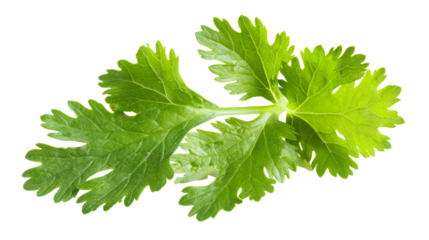 A sprig of fresh green cilantro, also known as coriander leaves, isolated on a white background, commonly used as a culinary herb or garnish.