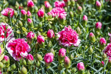 A flower bed full of dark pink carnations. Warm sunshine - Dianthus caryophyllus