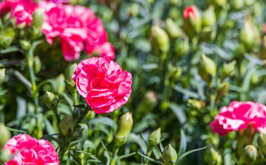 A flower bed full of red carnations. Warm sunshine - Dianthus caryophyllus
