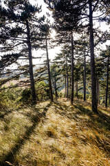 Pine trees on a mountain in northern Spain