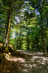 Fototapeta premium Path in the middle of a forest in northern Spain