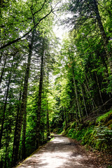 Path in the middle of a forest in northern Spain