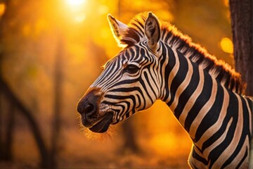 Zebra Professional wild life photography, in forest, sunset bokeh blur background, animals & birds, cinematic, wallpaper