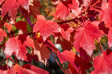 Autumn leaves ready to fall