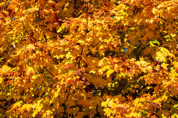 Autumn leaves ready to fall