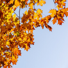 Autumn leaves ready to fall