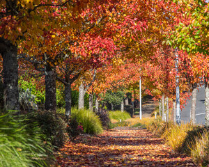 Naklejka premium Autumn leaves ready to fall