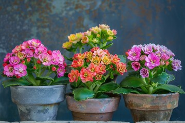Three Vibrant Flowers Flourishing in Pots