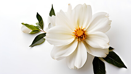 Obraz premium Beautiful flowers bring back memories.