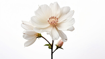 Obraz premium Beautiful flowers bring back memories.