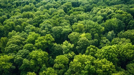 Naklejka premium Aerial perspective of a thick, green forest with a mix of tall trees and underbrush, highlighting nature's diversity.