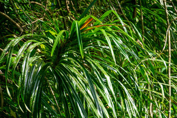 Benstonea kurzii (pandan sili, Srengseng, Pandanus caricosus, Pandanus kurzii). Benstonea kurzii is the name of a plant similar to pandan, which has a limited distribution (endemic) in Java