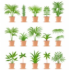 Parlor Palm (Chamaedorea Elegans, Neanthe Bella Palm) Pot Plant Icon Set, Parlor Palm Plant Flat Design