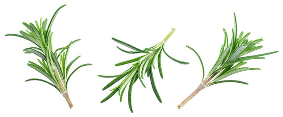 Naklejka premium Green fresh rosemary twig isolated on white background.